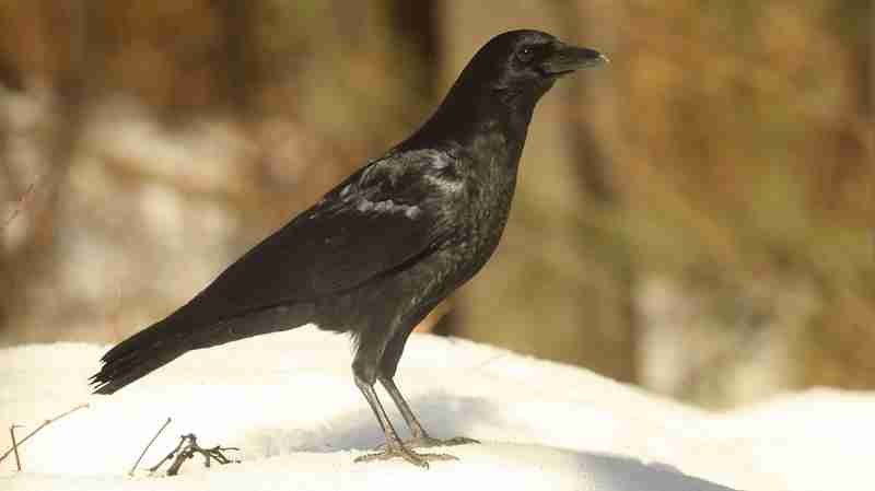 A Pretentious Crow