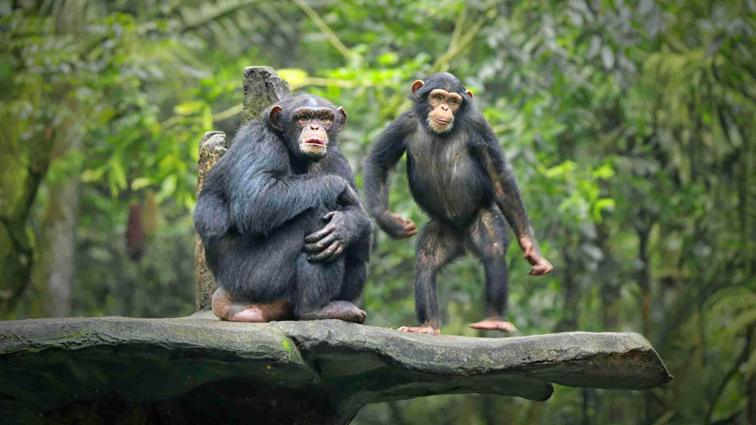 Bonobo Amazing Facts