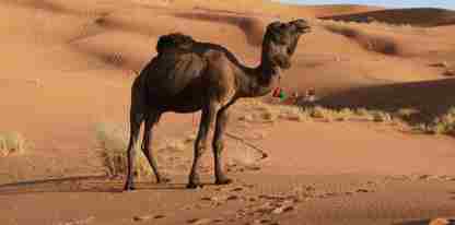 Camel Amazing Facts