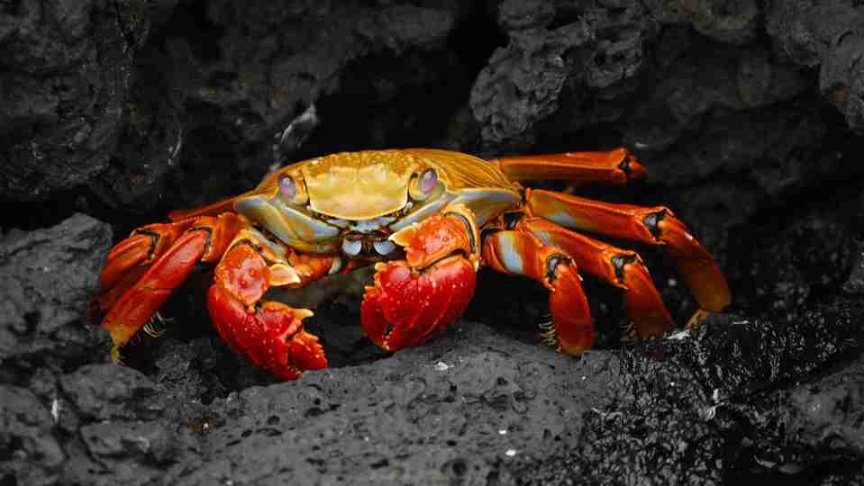 Crab Amazing Fun Facts Water Animal Gk Facts For Kids Gk Facts Bee Parenting