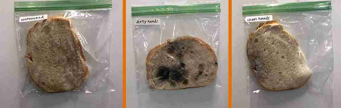 Growing mold on a bread