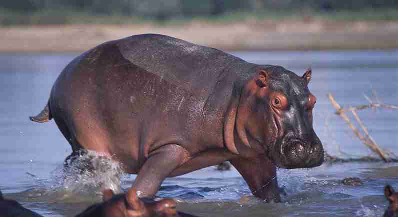 Hippopotamus Amazing Facts