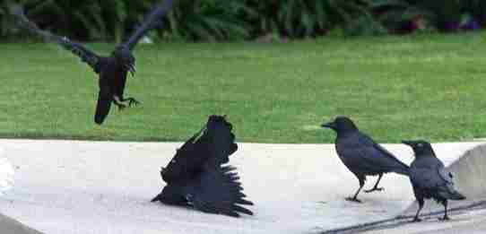 How many crows in the kingdom