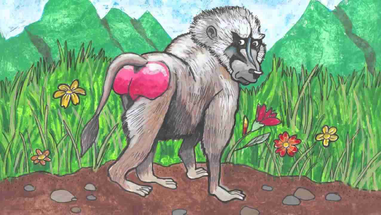 How monkeys got their red bottoms