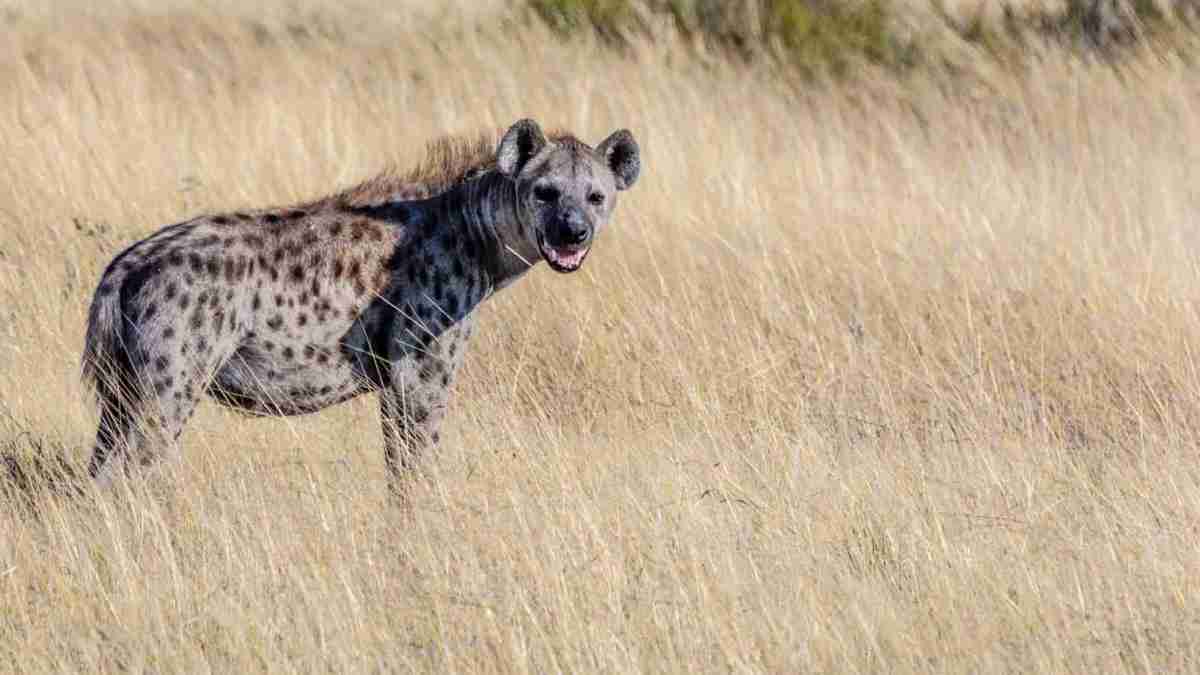 Hyena Amazing Facts 