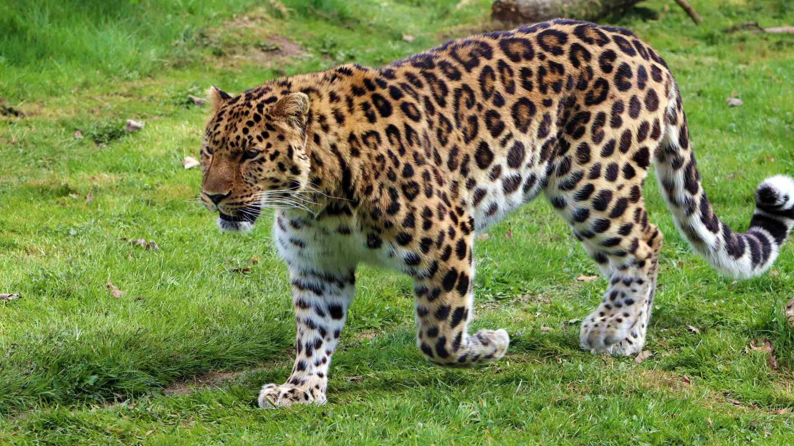 Leopard Amazing Facts
