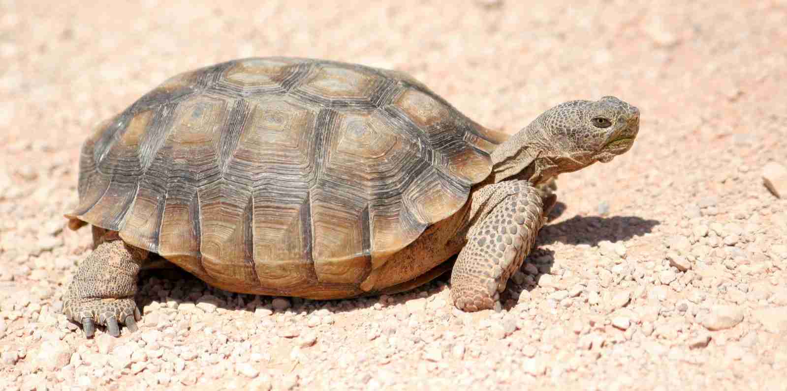 The talkative tortoise