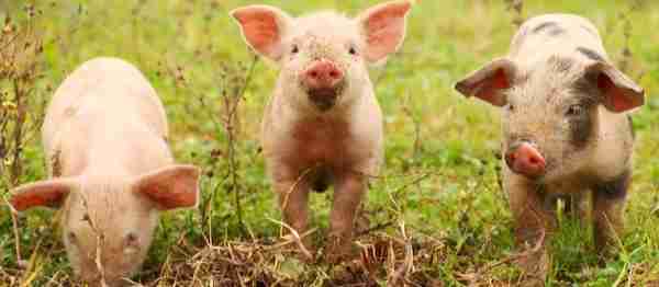 The three little Pigs