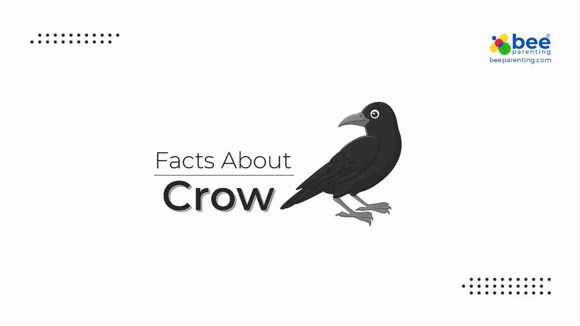 Crow GK Facts for Children