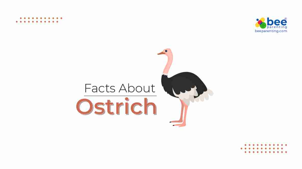 Ostrich GK Facts for Children