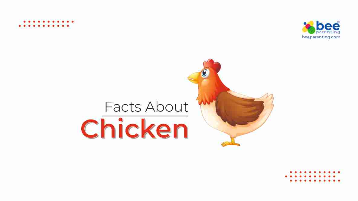 Chicken GK Facts for Children