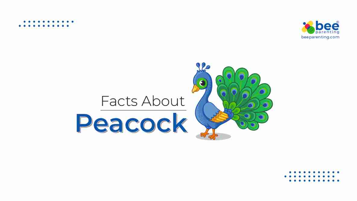 Peacock GK Facts for Children