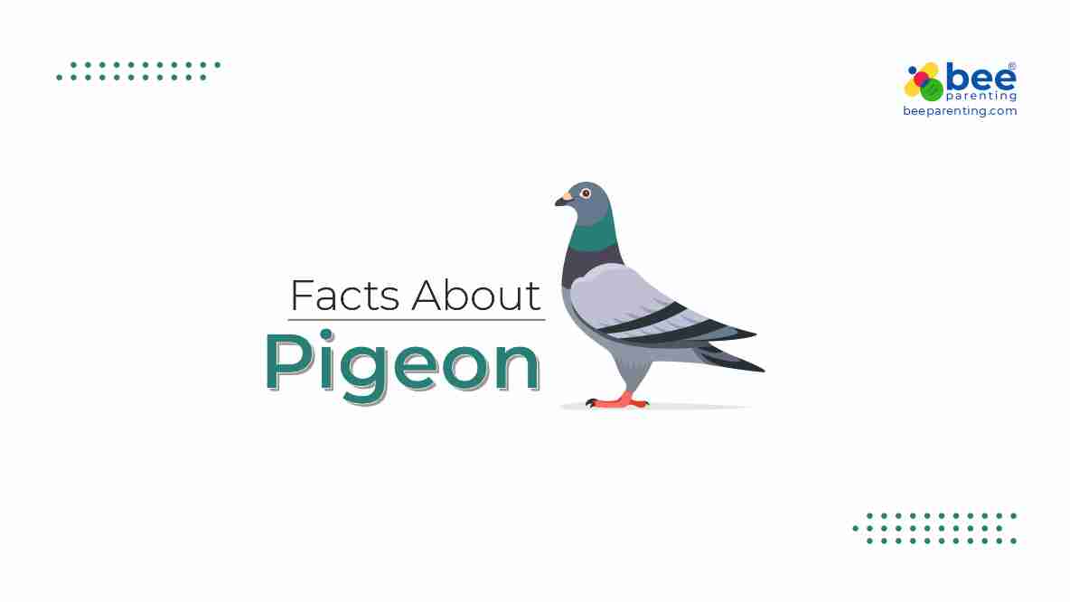 Pigeon GK Facts for Children