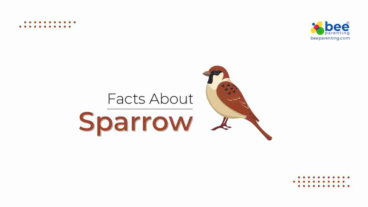 Sparrow GK Facts for Children