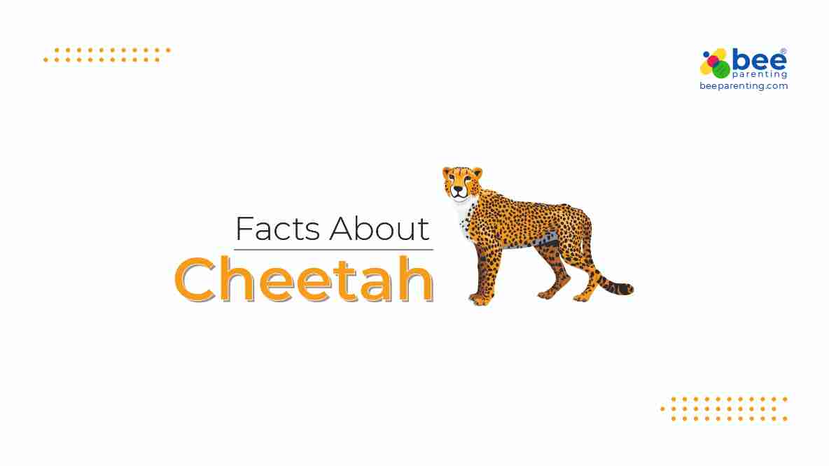 cheetah Amazing Facts