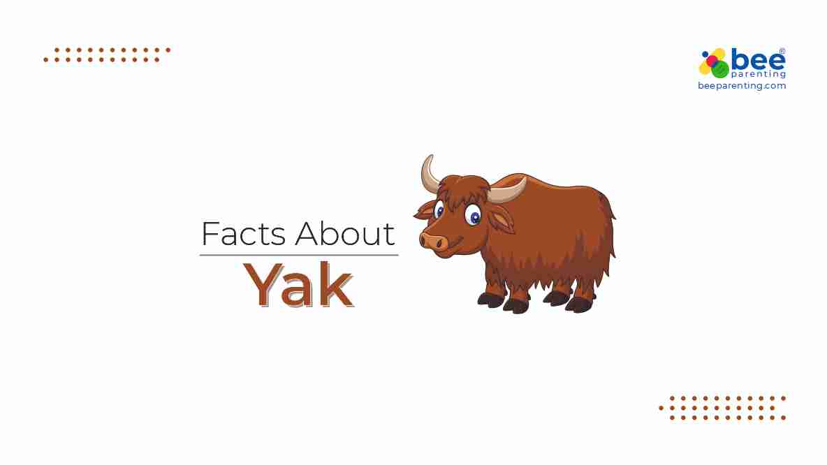Yak Amazing Facts