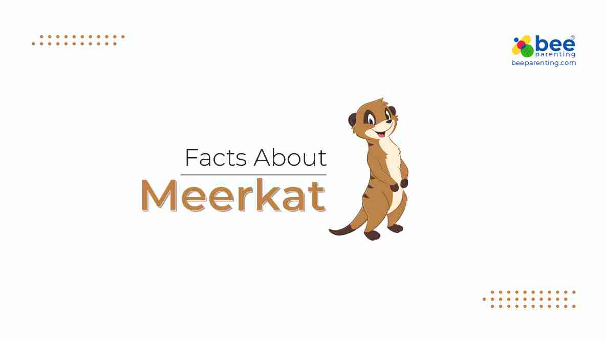 Meerkat Amazing Facts
