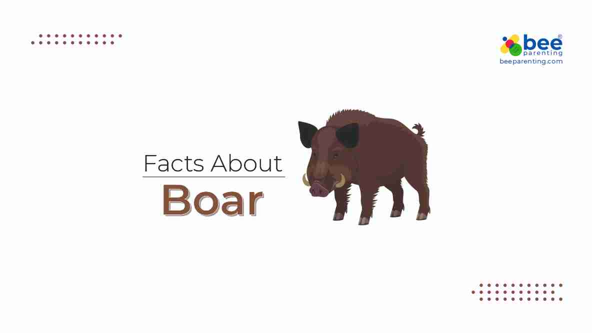 Boar Amazing Facts 