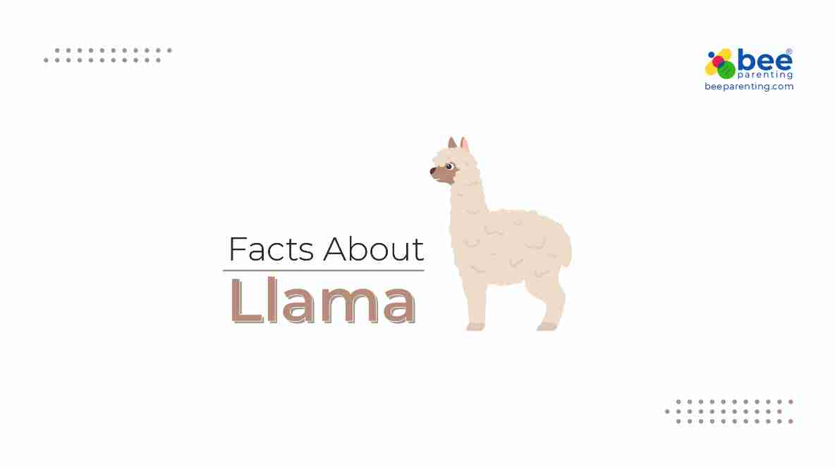 Llama Amazing facts