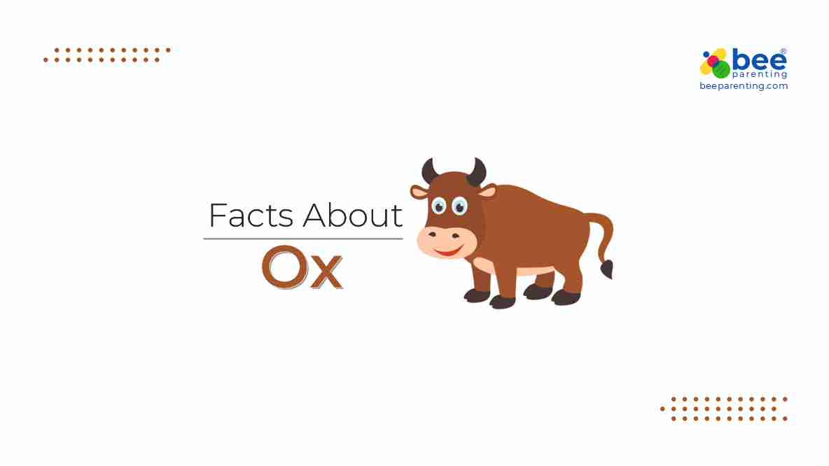 Ox Amazing Facts
