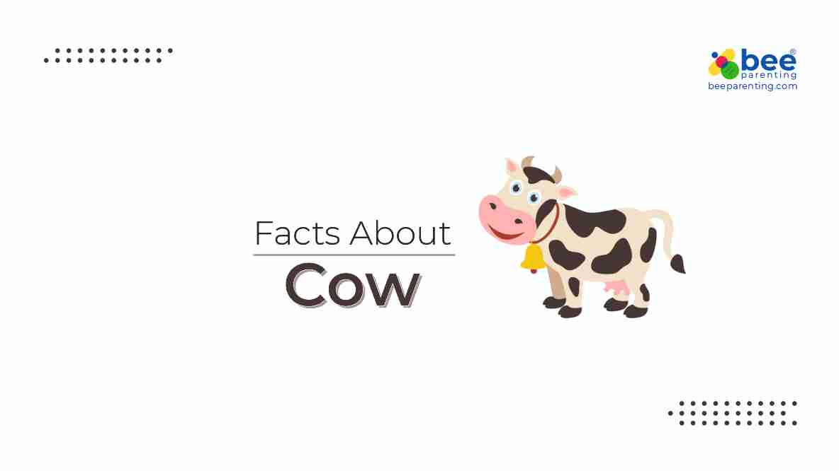 Cow Amazing Facts