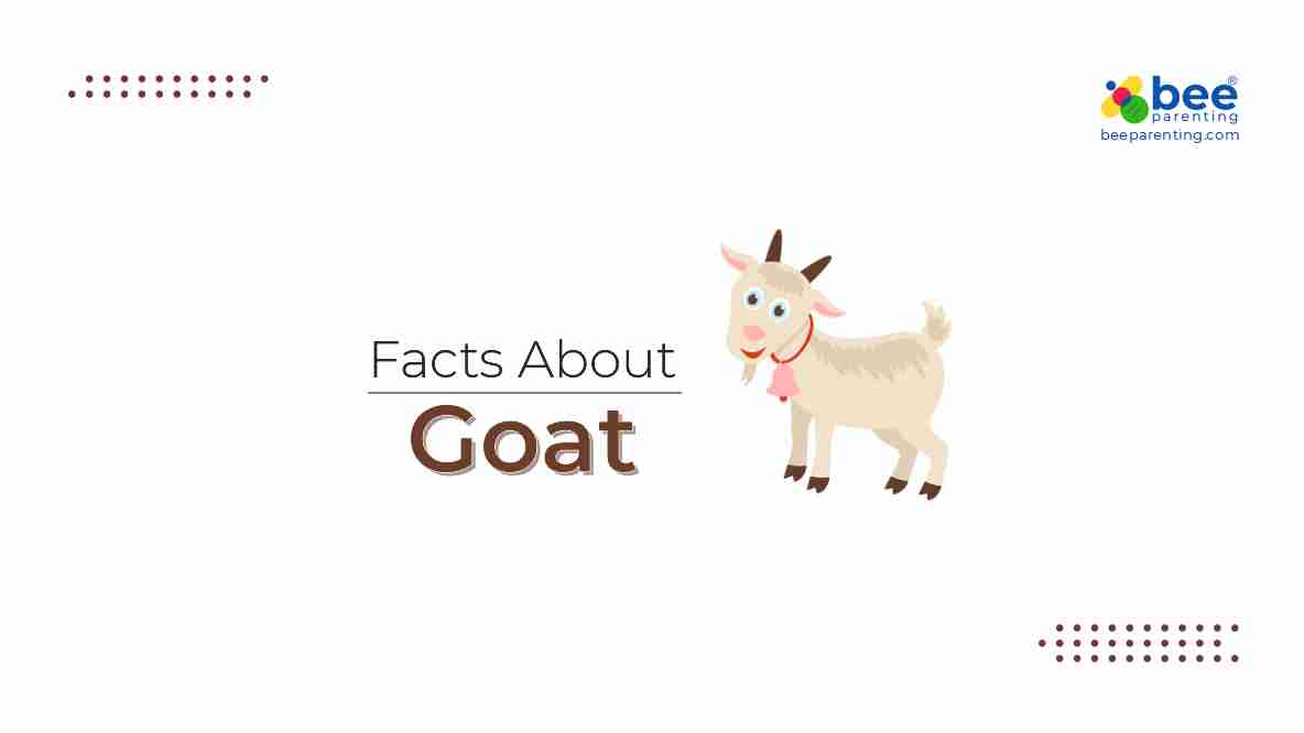Goat GK facts for children