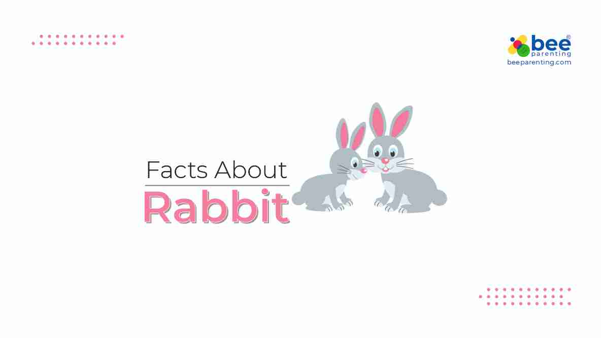 Rabbit Amazing Facts