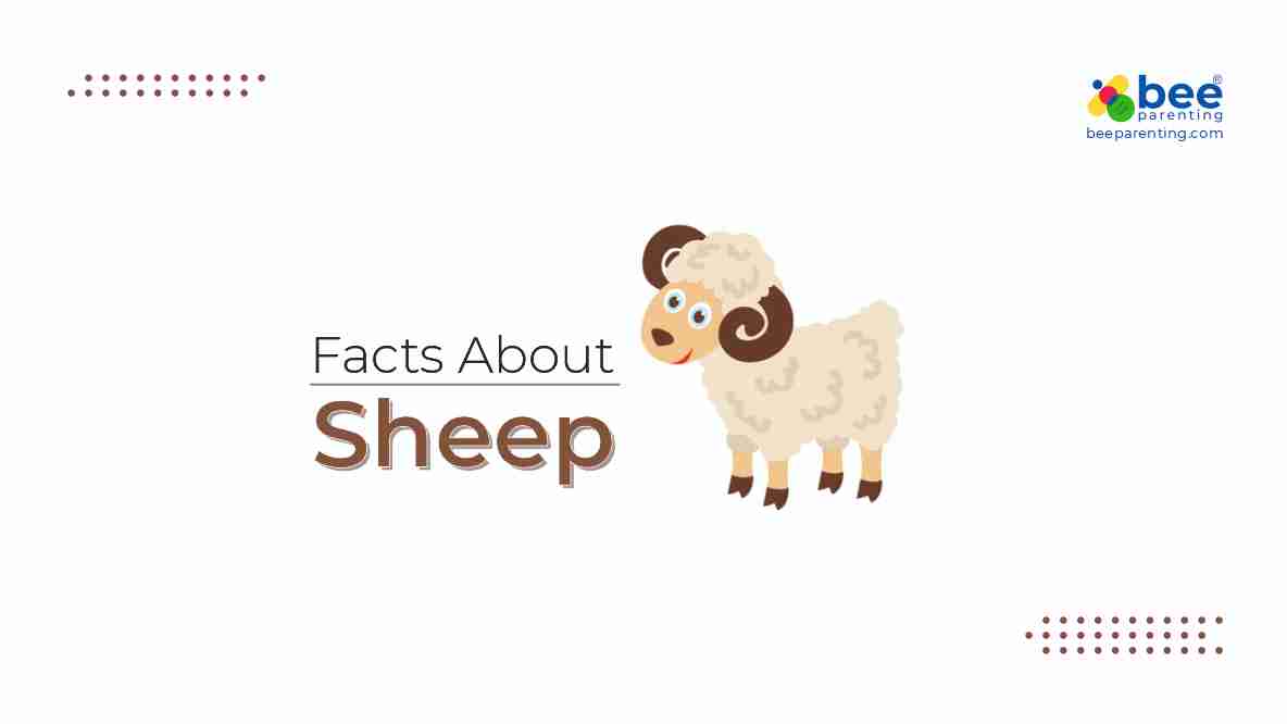 Sheep GK facts for children