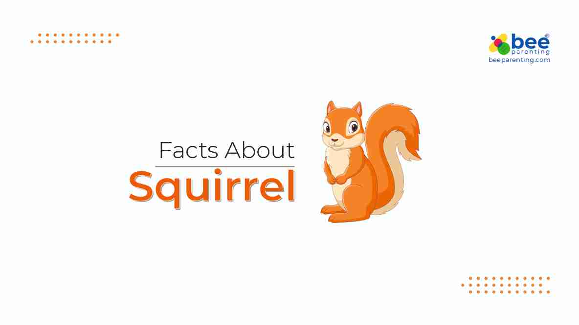 Squirrel Amazing Facts