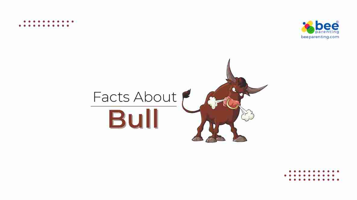 Bull Amazing Facts