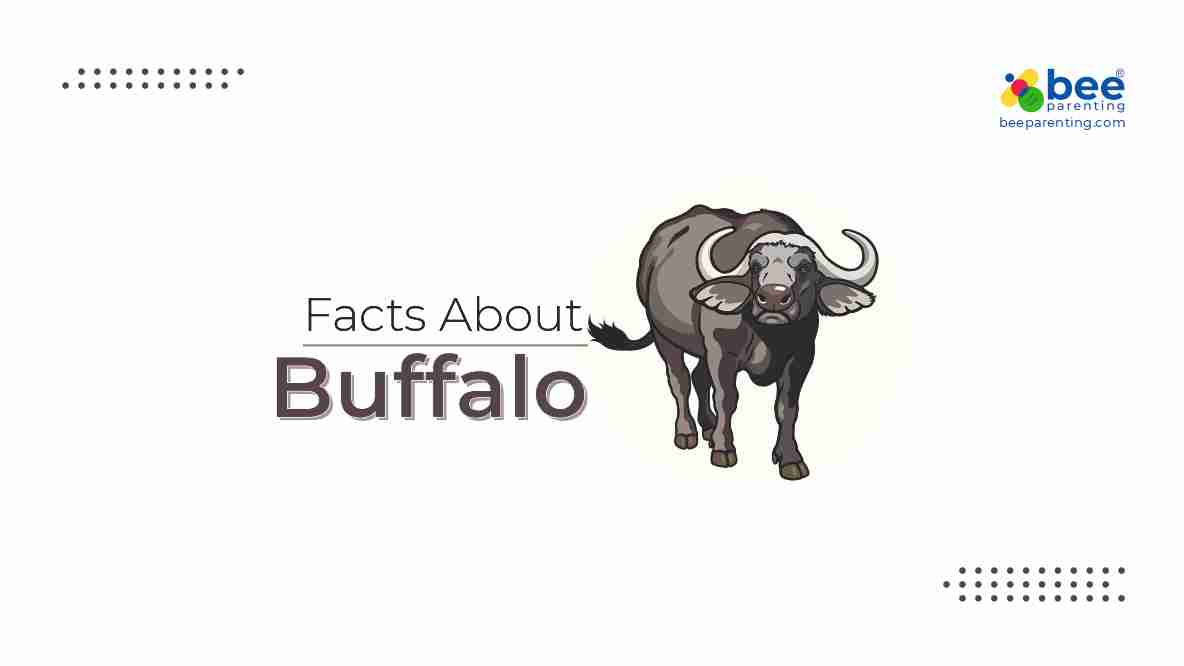 Buffalo Amazing Facts