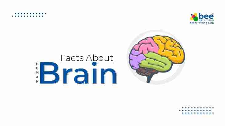 Brain GK Facts for Children