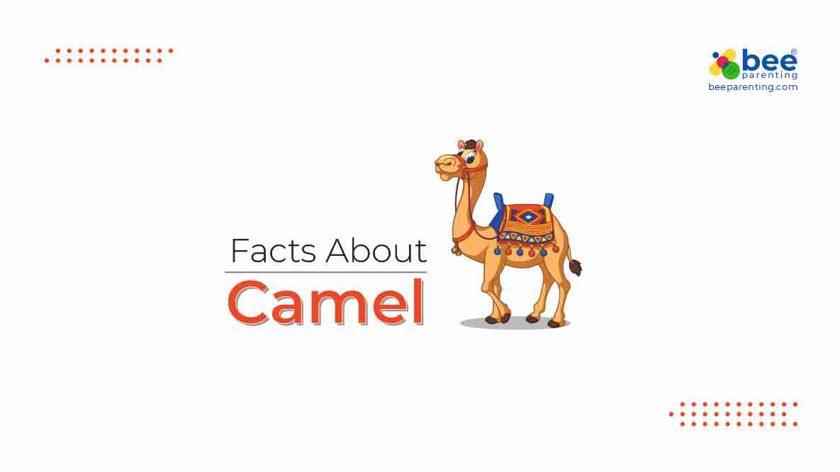 Camel Amazing Facts