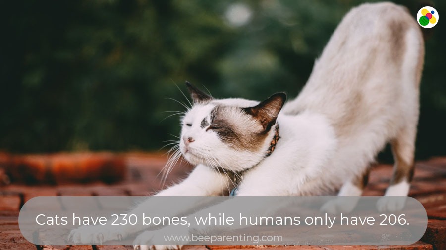 10 unbelievable pet animal facts that are actually true