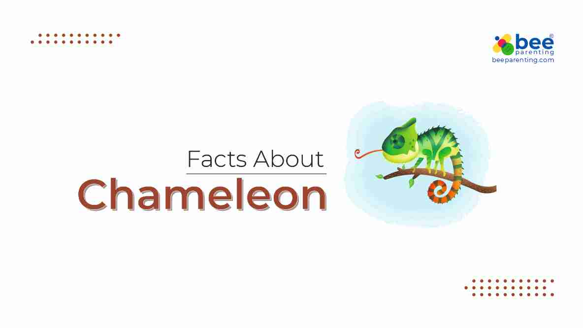Chameleon GK Facts for Children