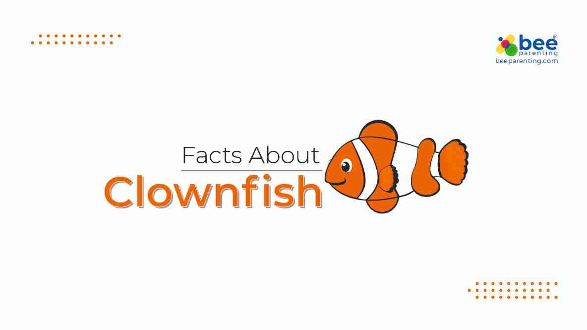 Colorful Clownfish General Knowledge Facts | Water Animal Facts | GK Facts  | Bee Parenting