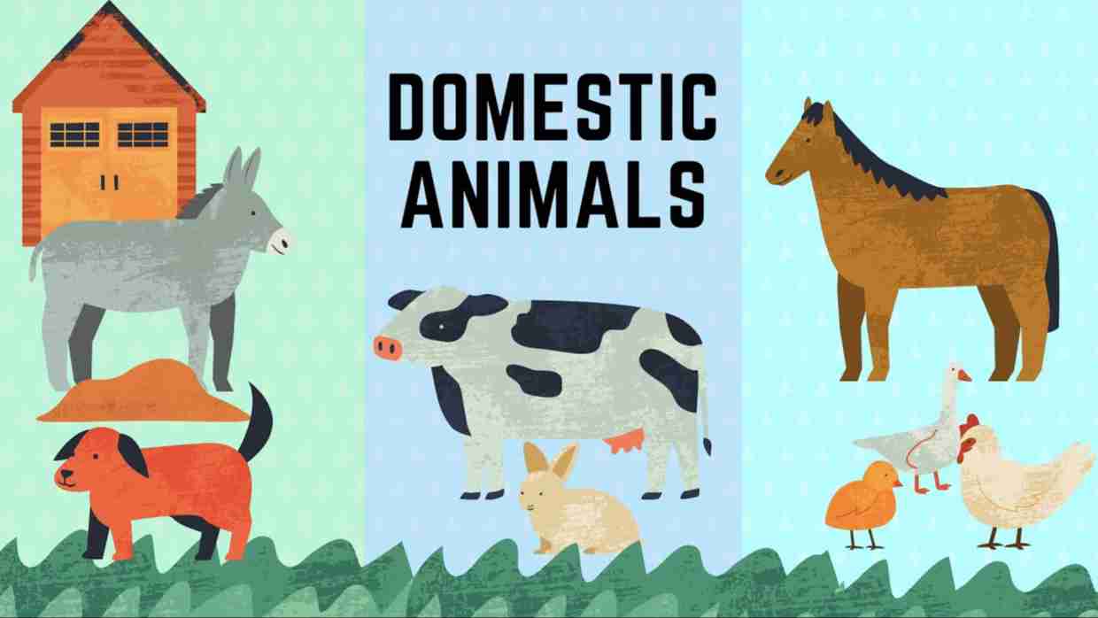 Domestic animal facts for children