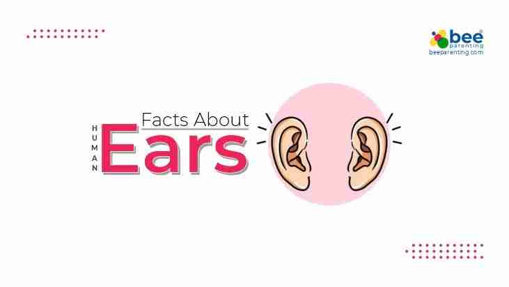Ears GK Facts for Children