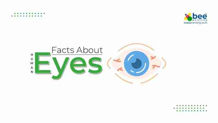 Eyes GK Facts for Children