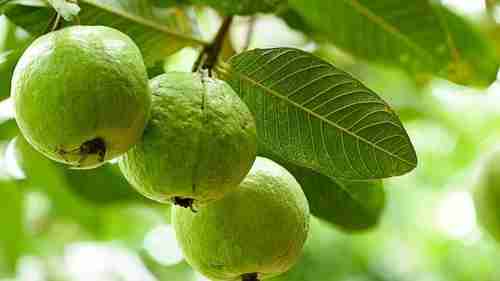 Guava GK Facts for Children