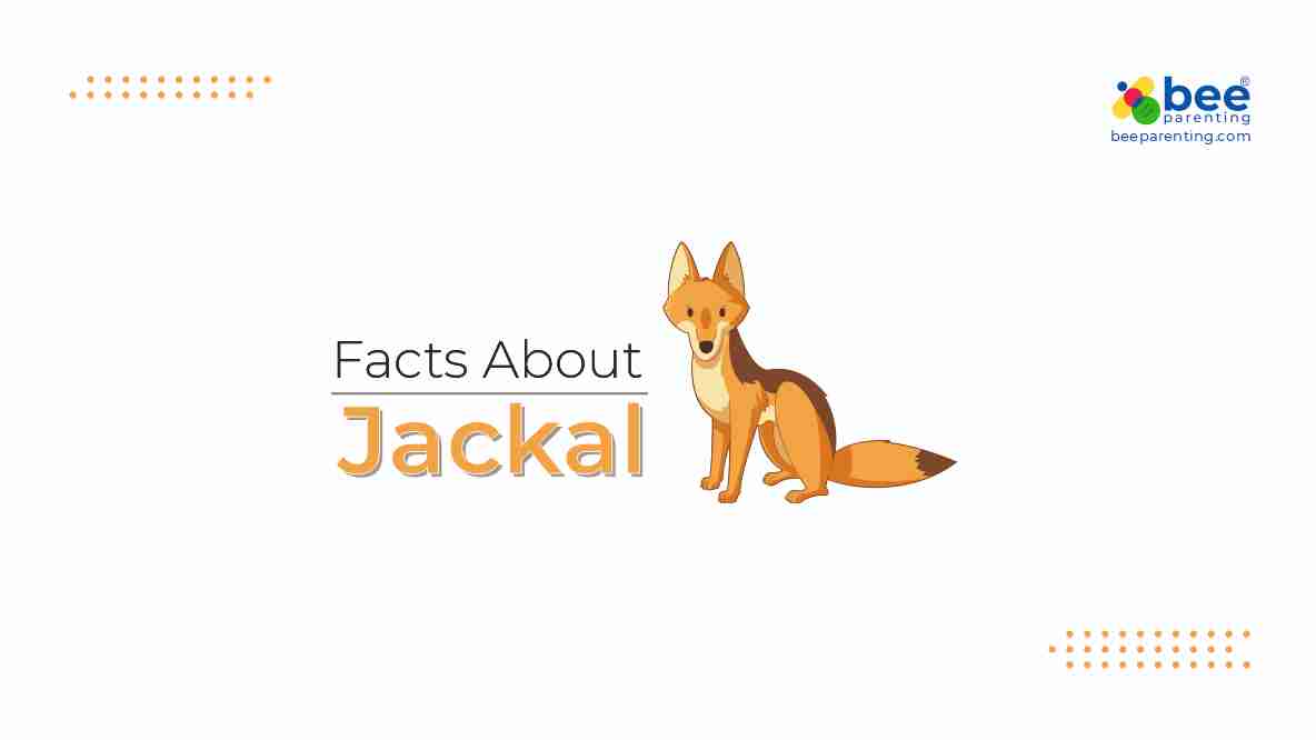 Jackal Amazing Facts