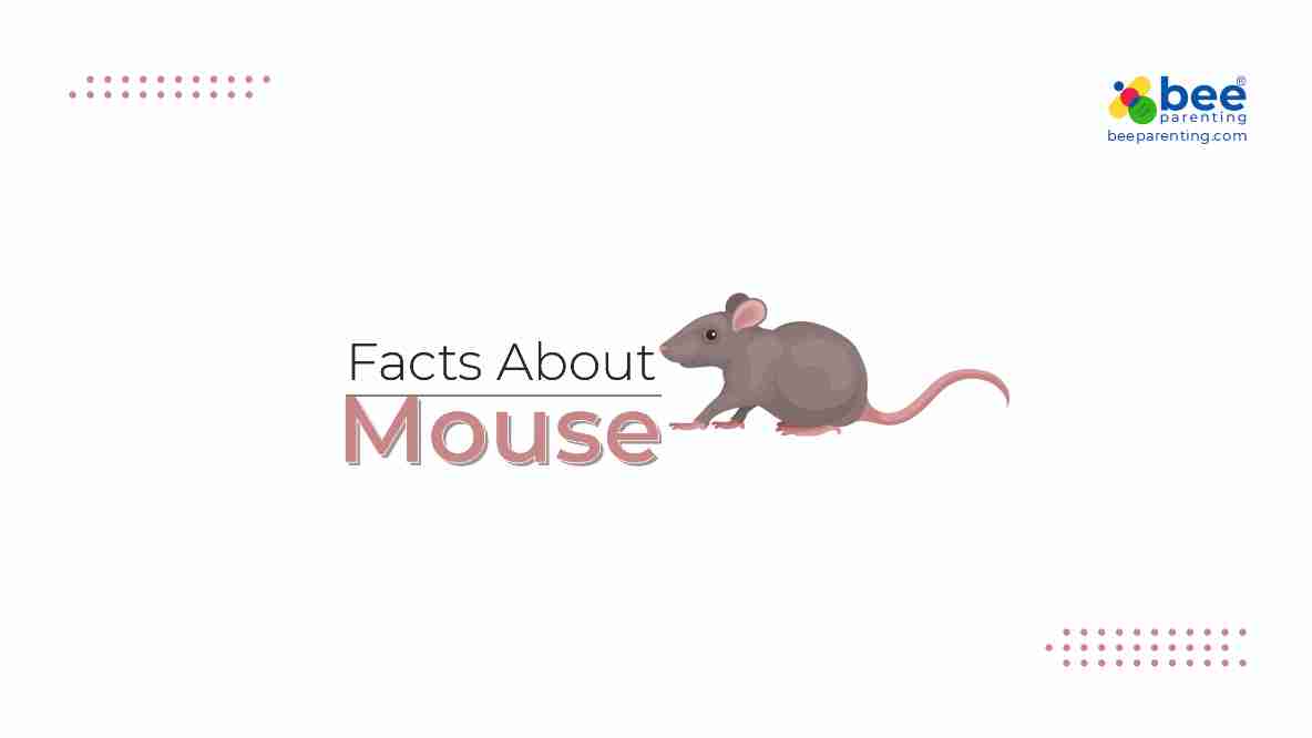 Mouse GK facts for children