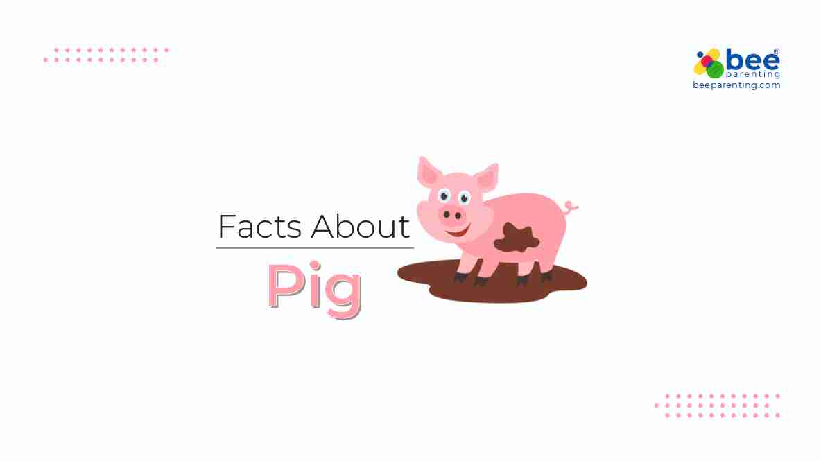 Pig GK facts for children