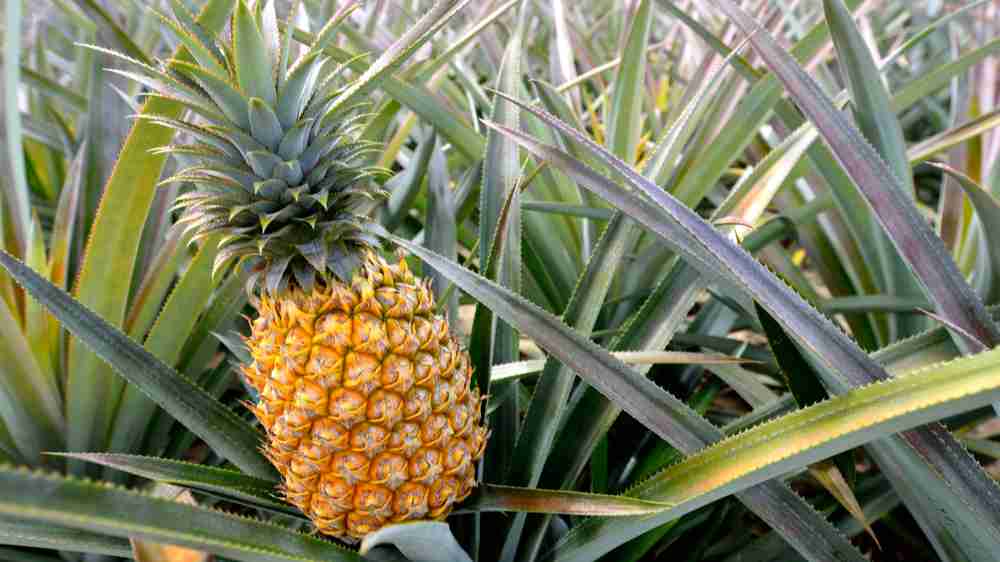 Pineapple GK Facts for Children
