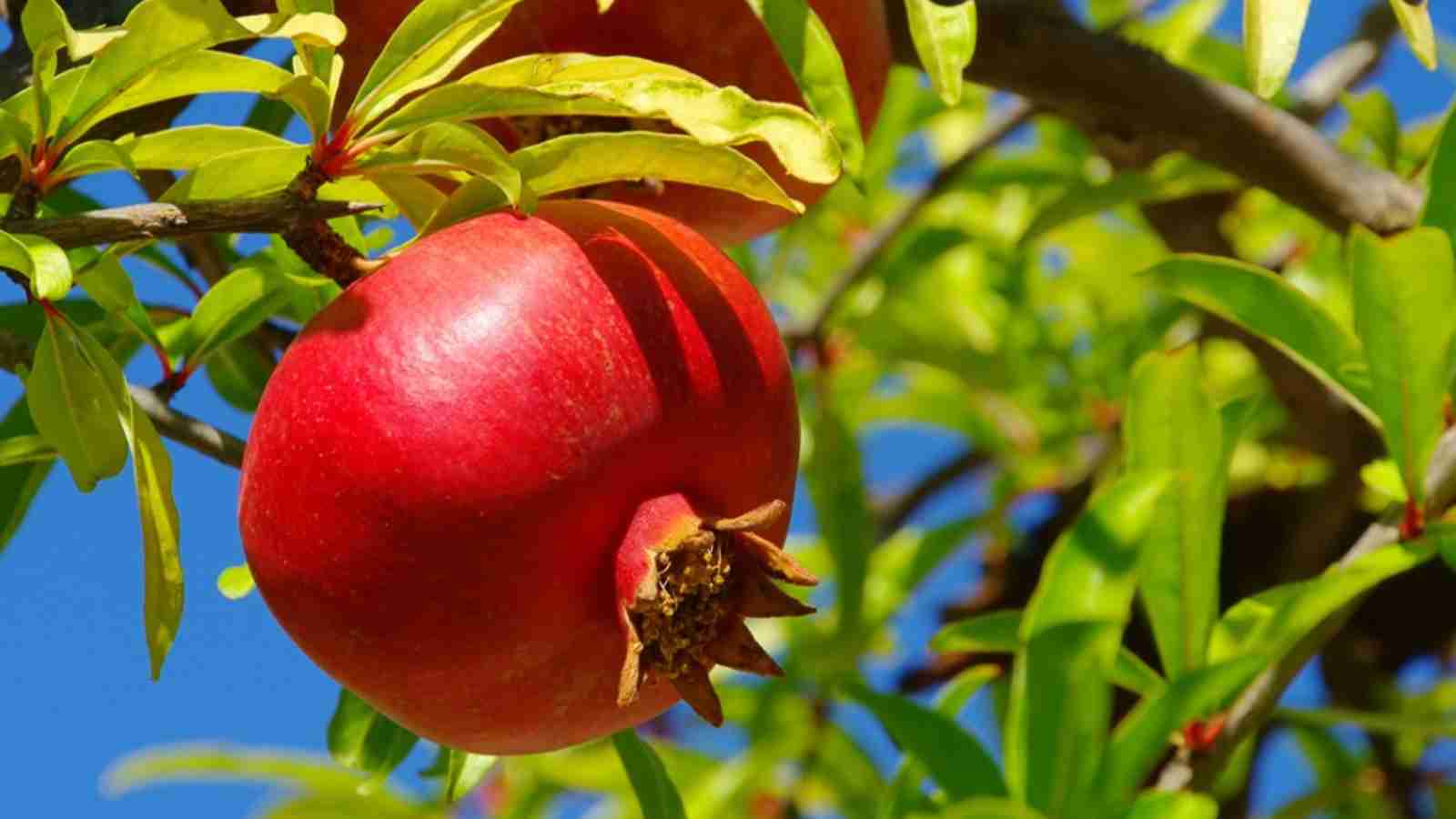Pomegranate GK Facts for Children