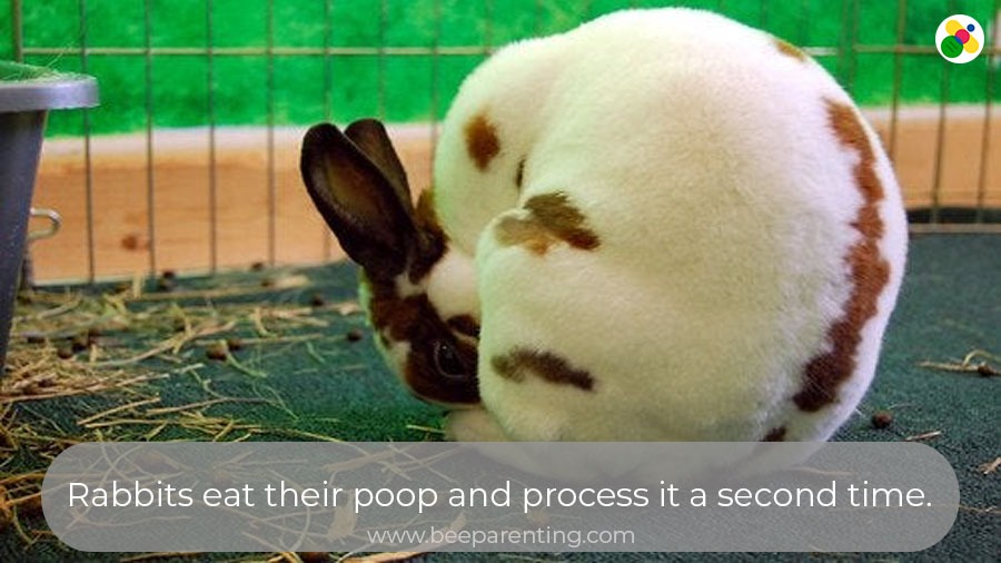 10 unbelievable pet animal facts that are actually true