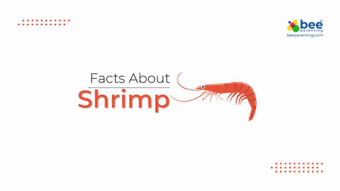 Shrimp GK Facts for Children