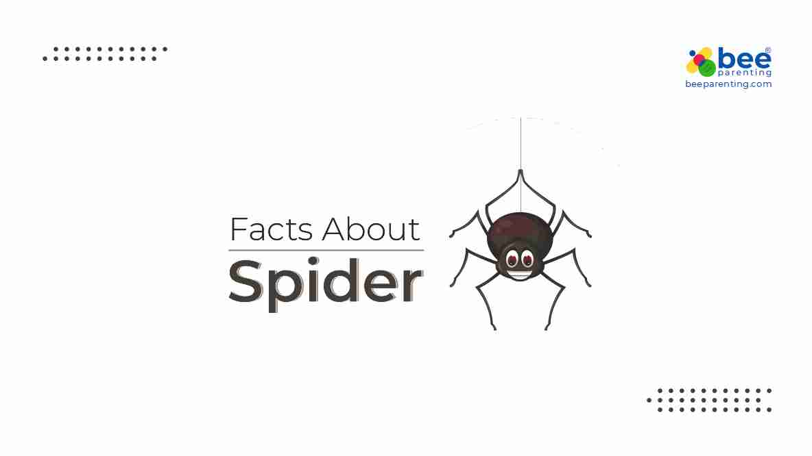 Spider GK Facts for Children