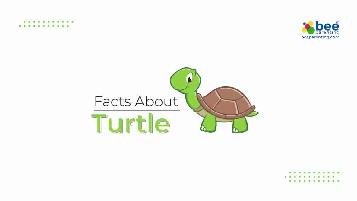 Turtle GK Facts for Children