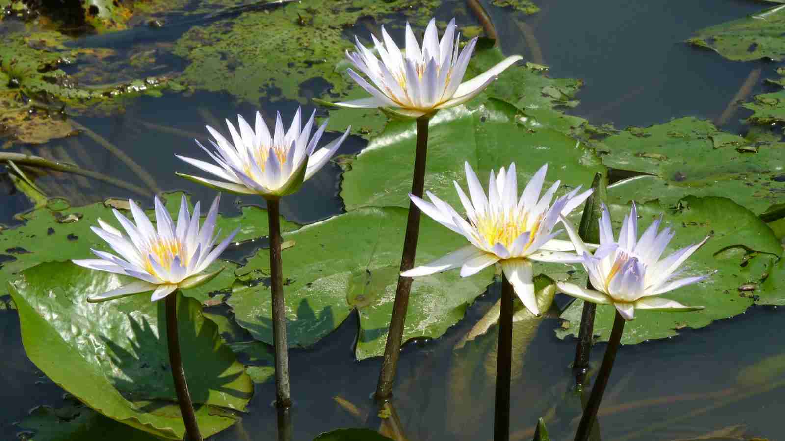 Water lily GK Facts for Children